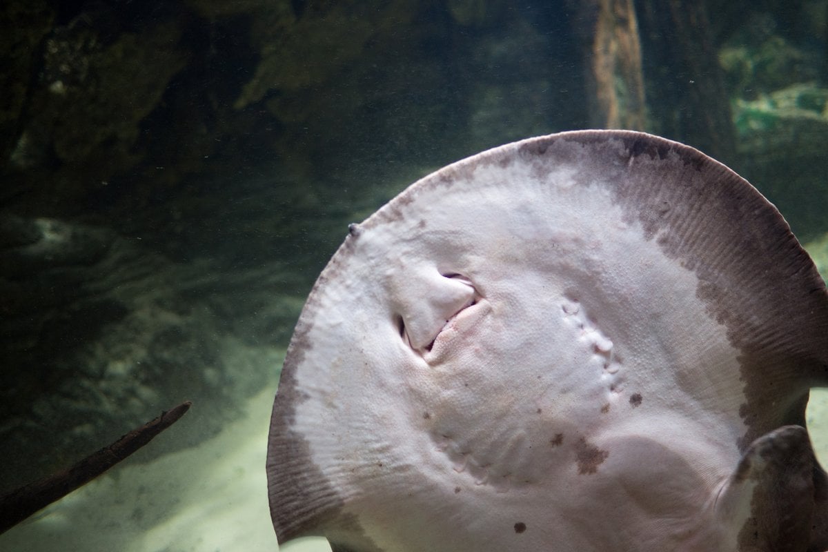 Newport Aquarium - Gallery Image 1